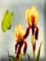 <img src=