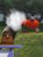 <img src=