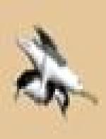 <img src=