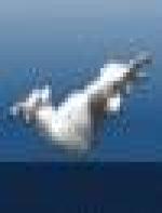 <img src=